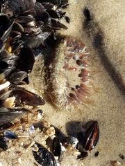 Anthopleura biscayensis