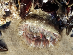 Anthopleura biscayensis