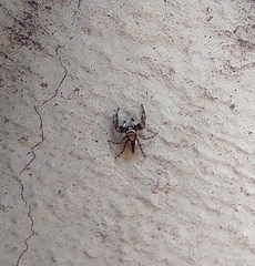 Menemerus bivittatus