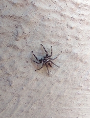 Menemerus bivittatus