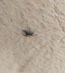 Menemerus bivittatus