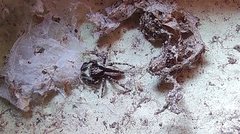 Menemerus bivittatus