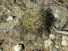 Gymnocalycium monvillei