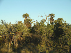 Trithrinax campestris