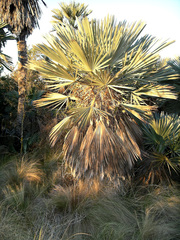 Trithrinax campestris
