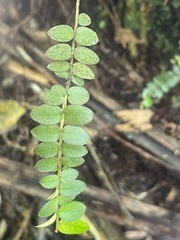 Metrosideros diffusa