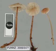 Collybiopsis rimutaka