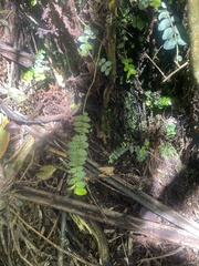 Metrosideros diffusa