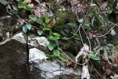 Hoya australis australis