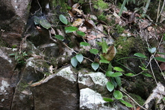 Hoya australis australis