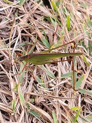 Phaneroptera nigroantennata