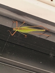 Phaneroptera nigroantennata