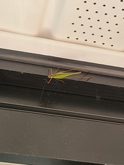 Phaneroptera nigroantennata