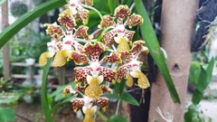 Vanda lombokensis