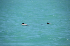 Cephalorhynchus hectori hectori