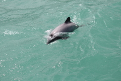 Cephalorhynchus hectori hectori
