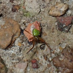 Araneus viridiventris