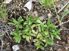 Opercularia ovata