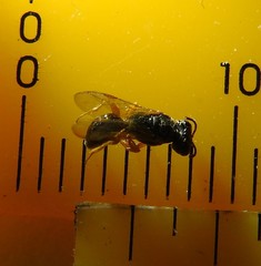 Arpactophilus
