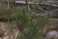 Cassinia arcuata