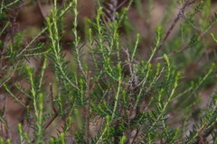Cassinia arcuata