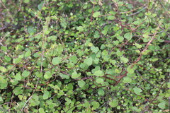 Muehlenbeckia australis × complexa