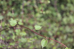 Muehlenbeckia australis × complexa