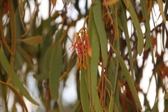 Amyema pendula pendula