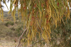 Amyema pendula pendula