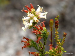 Erica daphniflora