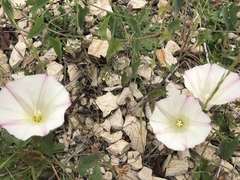 Calystegia purpurata
