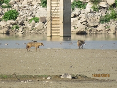 Canis aureus syriacus