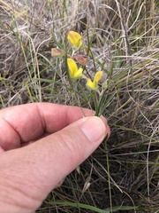 Argyrolobium filiforme