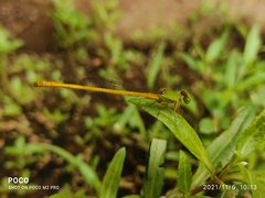 Ceriagrion coromandelianum