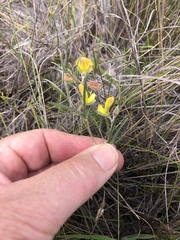 Argyrolobium filiforme