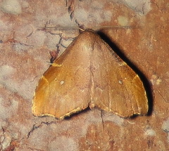 Heterorta plutonis
