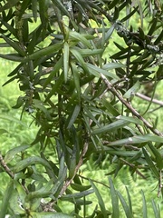 Podocarpus laetus