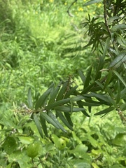 Podocarpus laetus