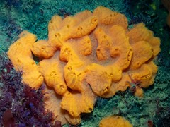 Botrylloides leachii