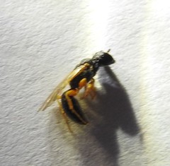 Arpactophilus