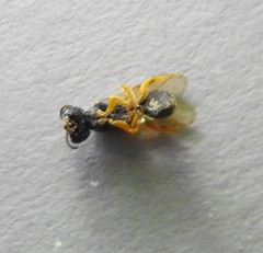 Arpactophilus