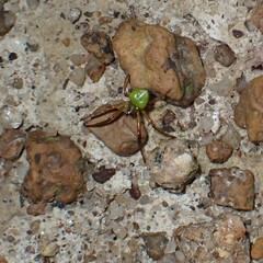 Araneus viridiventris