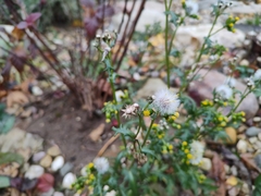 Senecio vulgaris