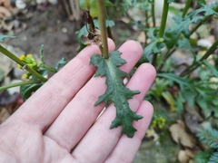 Senecio vulgaris