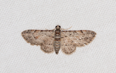 Sigilliclystis insigillata