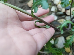 Senecio vulgaris