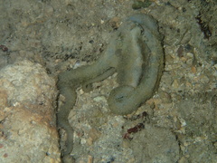 Abdopus aculeatus