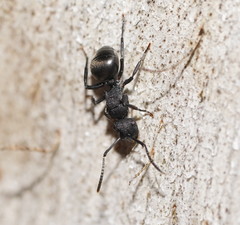 Polyrhachis phryne
