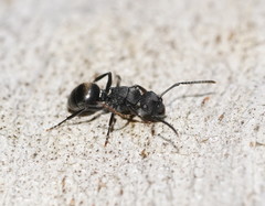 Polyrhachis phryne