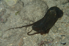 Abdopus aculeatus